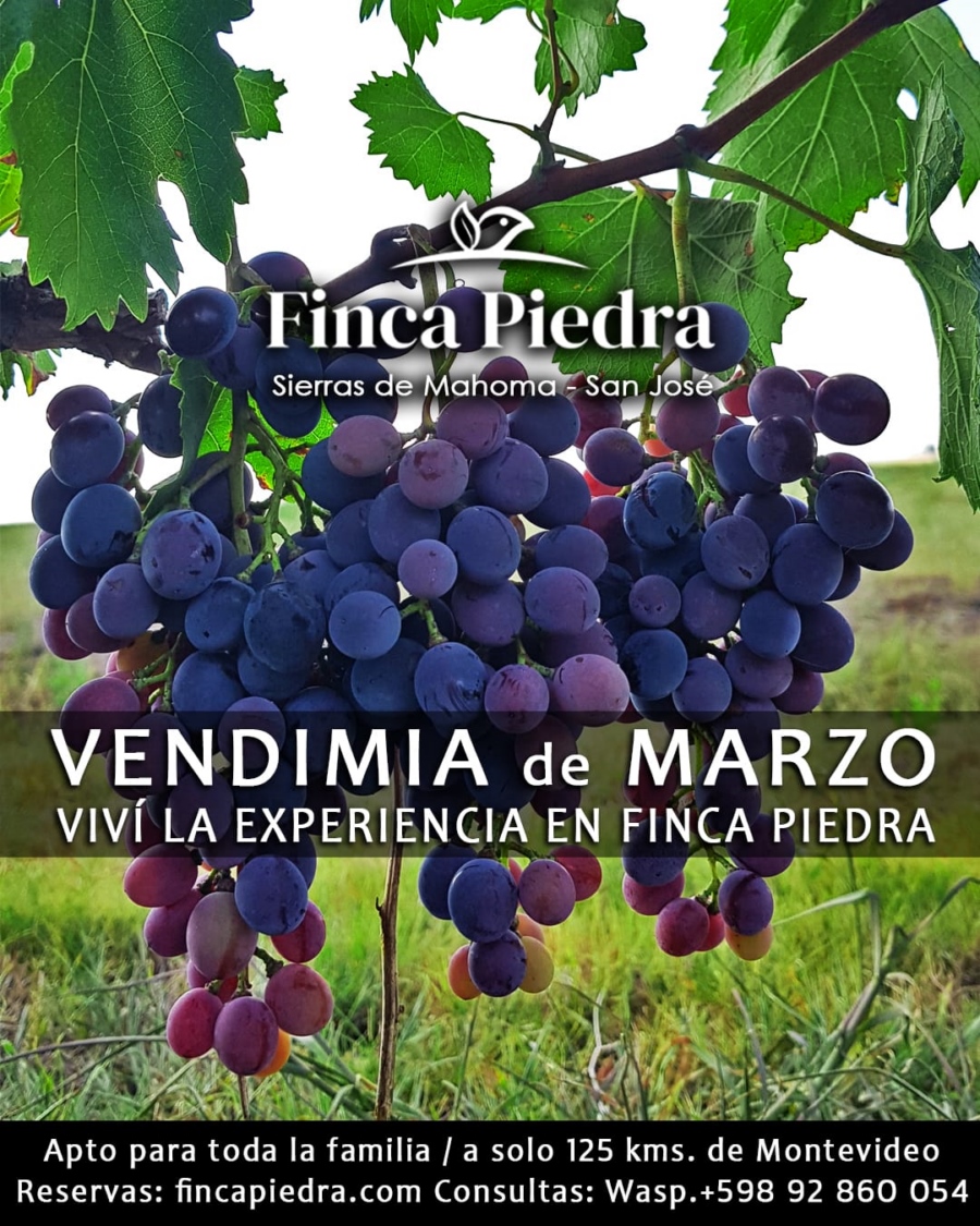 VENDIMIA_C_5_-_FINCA_PIEDRA_960e0.jpg