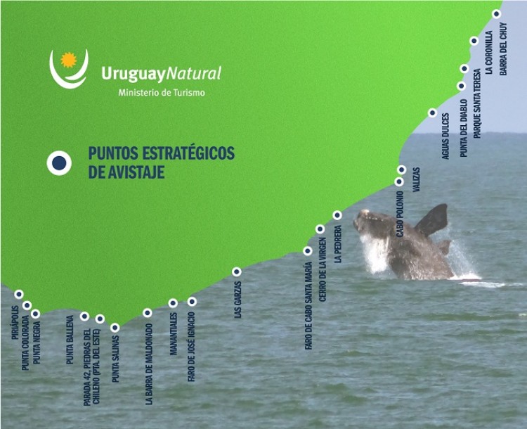 Arte y naturaleza en la Ruta de la Ballena Franca