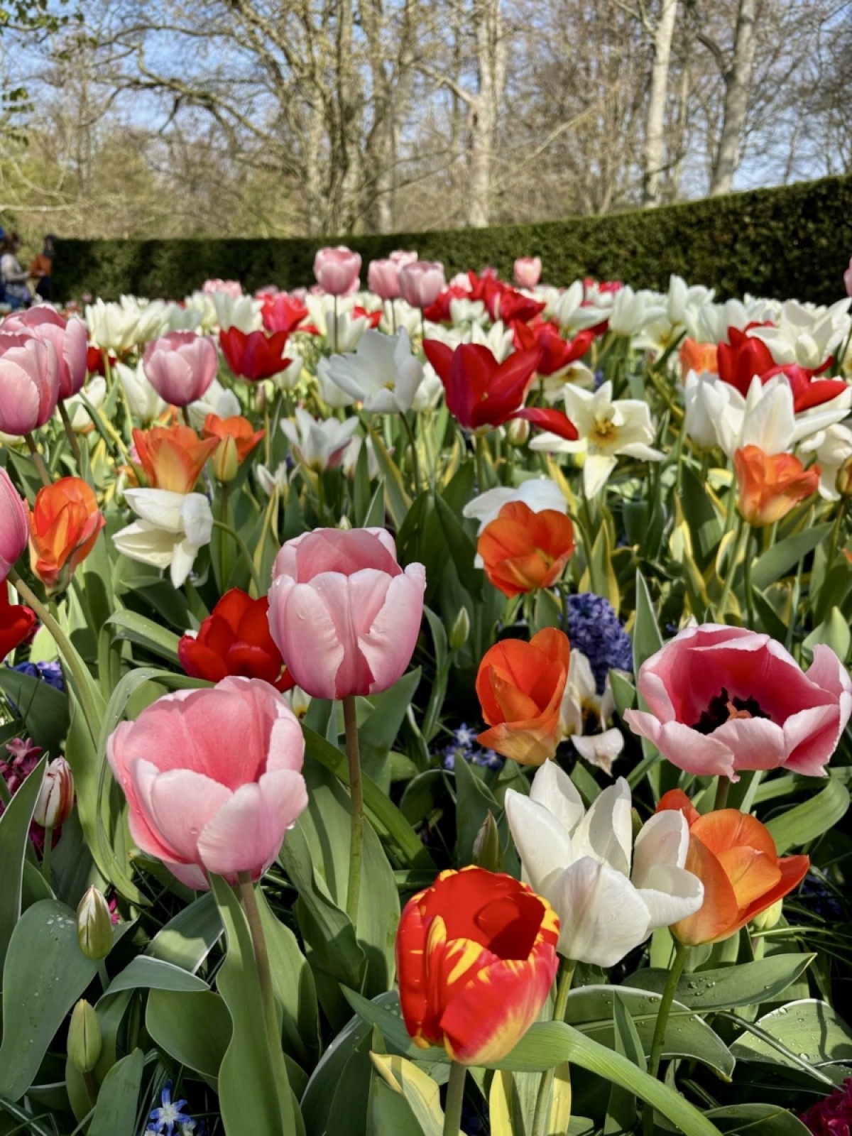 Amor y renovaci&oacute;n son los significados espec&iacute;ficos del color de los tulipanes