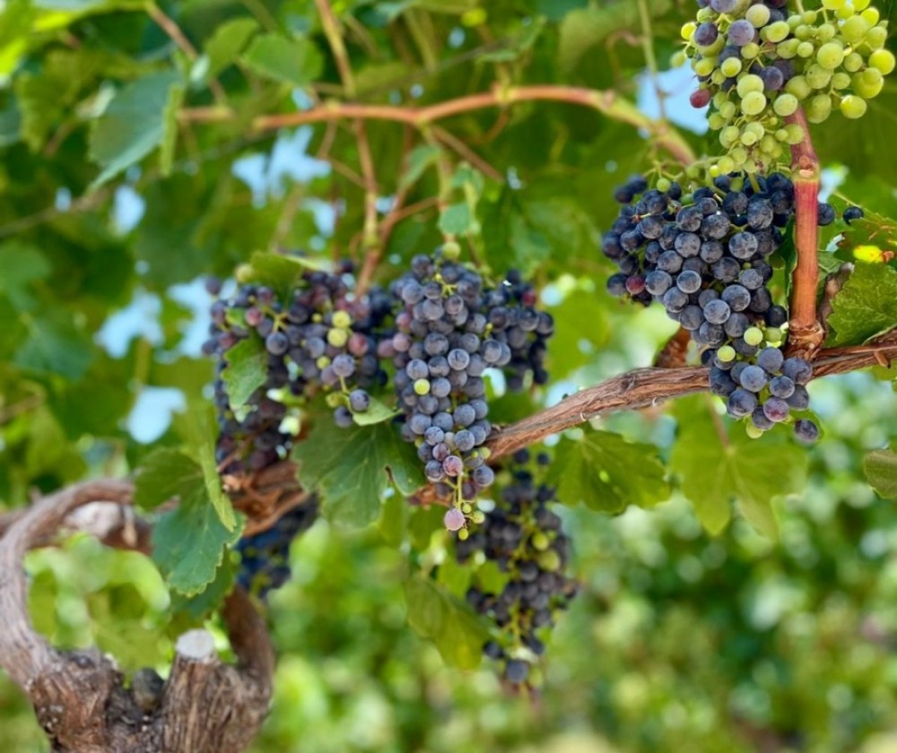 Uruguay: entre bodegas, cultura, vino, patrimonio y naturaleza