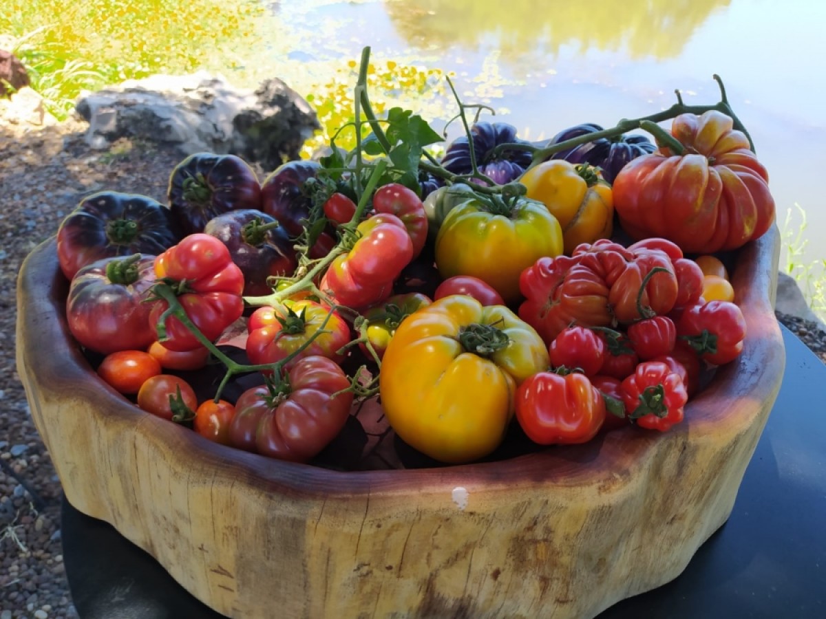Paysand&uacute;: tomates y m&aacute;s