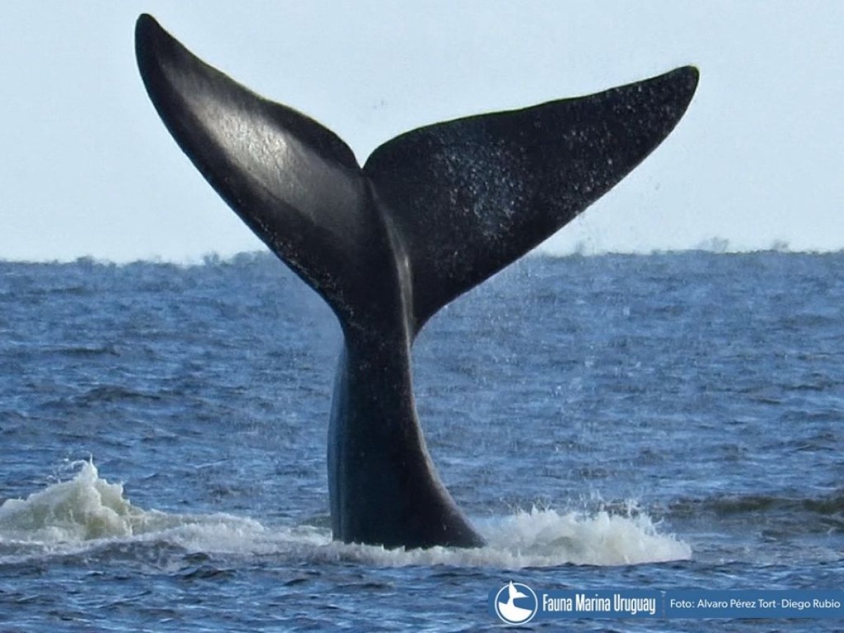 Avistamiento de Ballenas