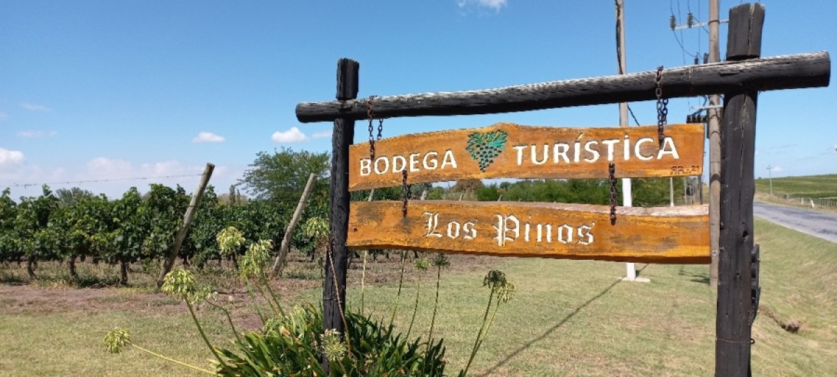 Vendimia en la bodega tur&iacute;stica Los Pinos
